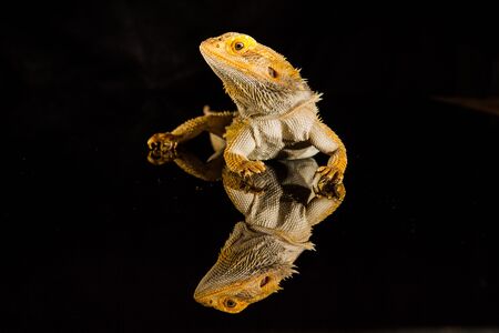 Agama bearded dragon reptile on black background, studio.の写真素材