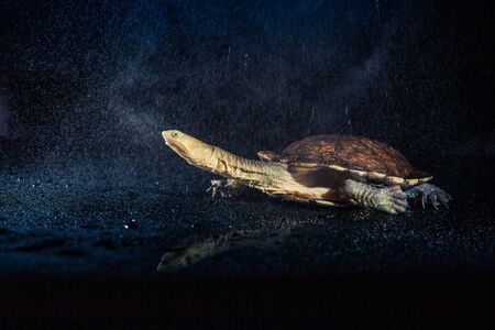 Australian eastern long-necked turtle in heavy rain on black mirror.の写真素材