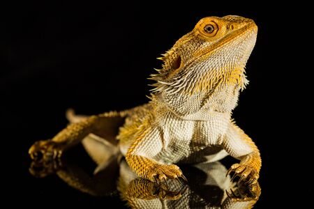 Agama bearded dragon reptile on black background, studio.の写真素材