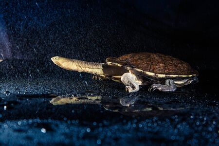 Australian eastern long-necked turtle in heavy rain on black mirror.の写真素材