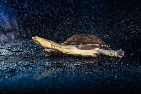 Australian eastern long-necked turtle in heavy rain on black mirror.の写真素材