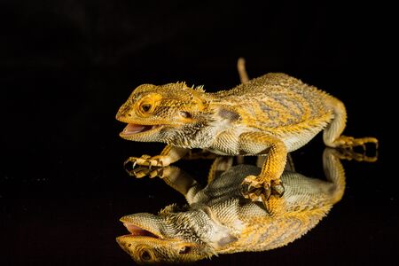 Agama bearded dragon reptile on black background, studio.の写真素材