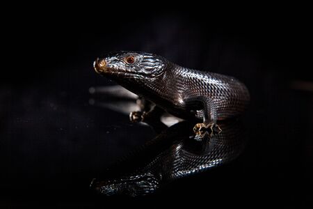 Black blue tongued lizard in dark shiny mirror environement.の写真素材