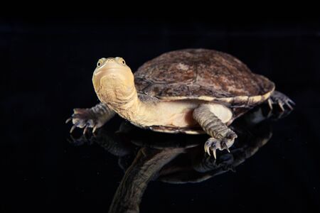 Australian eastern long-necked turtle in heavy rain on black mirror.の写真素材