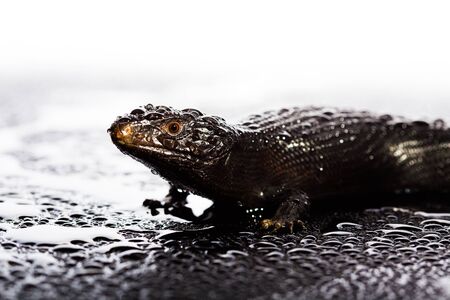 Black blue tongued lizard in wet dark shiny environement.の写真素材