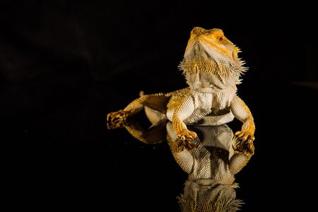 Agama bearded dragon reptile on black background, studio.の写真素材