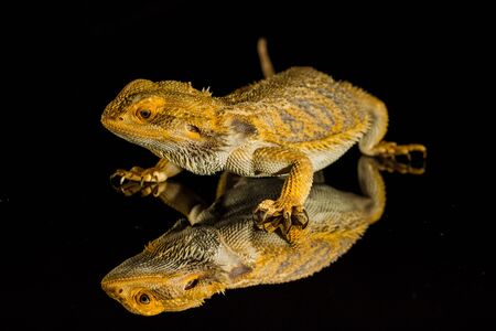 Agama bearded dragon reptile on black background, studio.の写真素材