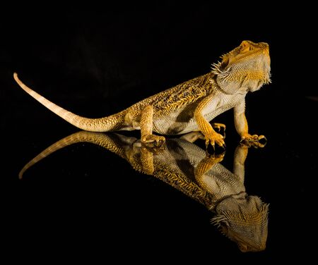 Agama bearded dragon reptile on black background, studio.の写真素材