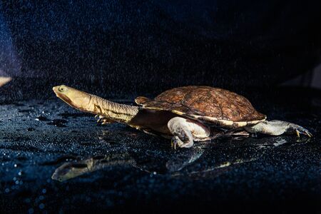 Australian eastern long-necked turtle in heavy rain on black mirror.の写真素材