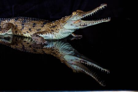 Fresh water crocodile - native animal in northern Australia, studio, reflectionの写真素材