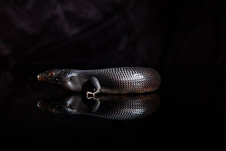 Black blue tongued lizard in dark shiny mirror environement.の写真素材
