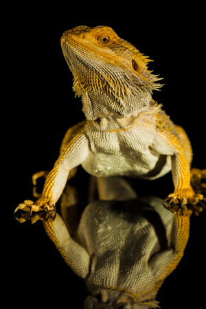 Agama bearded dragon reptile on black background, studio.