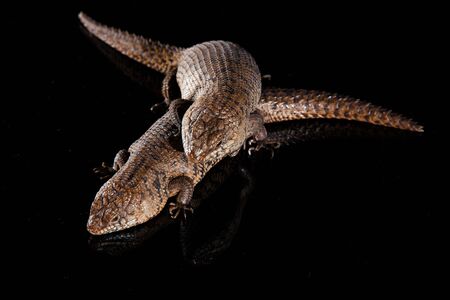 Pair of Cunningham skinks - Egernia cunninghami - skink species native to Australiaの写真素材