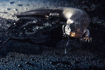 Black blue tongued lizard in wet dark shiny environement.