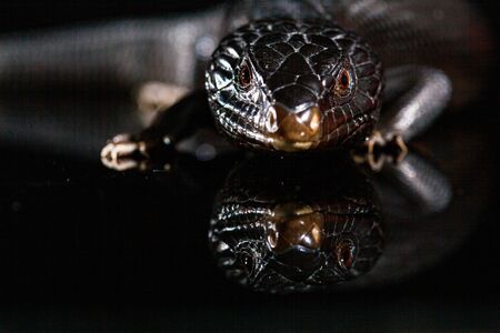 Black blue tongued lizard in dark shiny mirror environement.の写真素材