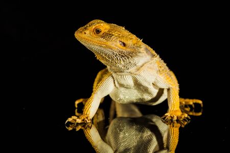Agama bearded dragon reptile on black background, studio.の写真素材