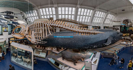 London,England, 16 Sep 2019: The Natural History museum is home to life and earth science specimens and welcomes many visitors every year.のeditorial素材