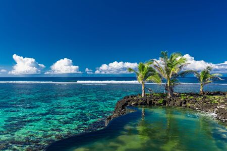 Vibrant tropical beach with palm trees, Upolu, Samoa.の写真素材