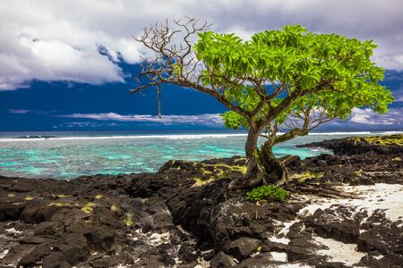 Tropical beach on south side of Samoa Island with coconut palm trees.の写真素材