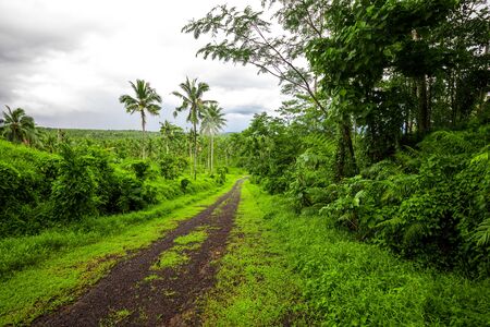 Road deep in the tropical dense vibrant lush forest.の写真素材