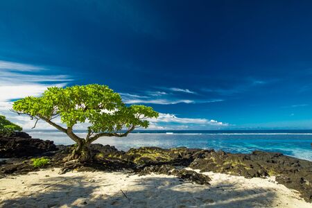 Tropical beach on south side of Samoa Island with coconut palm trees.の写真素材
