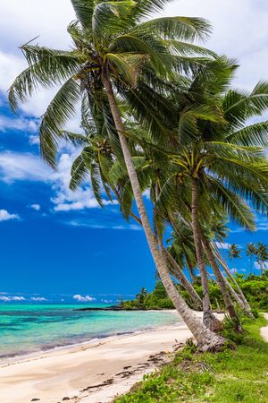 Tropical beach on south side of Samoa Island with coconut palm trees.の写真素材