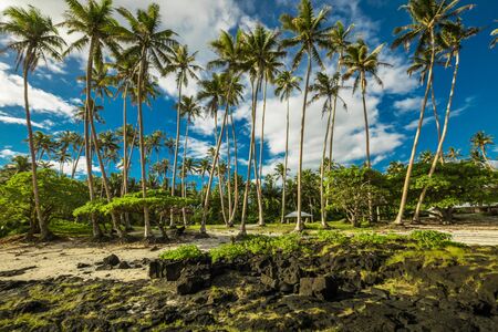 Tropical beach on south side of Samoa Island with coconut palm trees.の写真素材