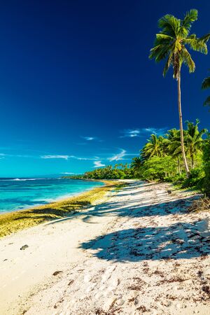 Tropical beach on south side of Samoa Island with coconut palm trees.の写真素材