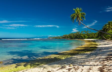 Tropical beach on south side of Samoa Island with coconut palm trees.の写真素材