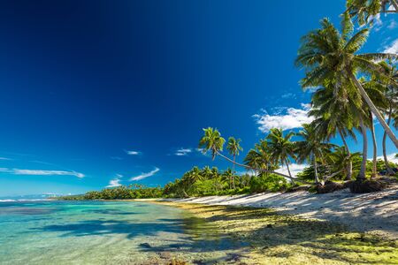 Tropical beach on south side of Samoa Island with coconut palm trees.の写真素材