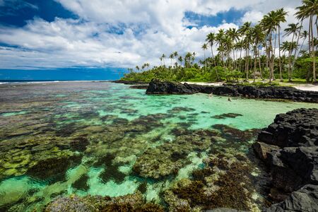 Tropical beach on south side of Samoa Island with coconut palm trees.の写真素材