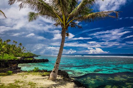 Tropical beach on south side of Samoa Island with coconut palm trees.の写真素材
