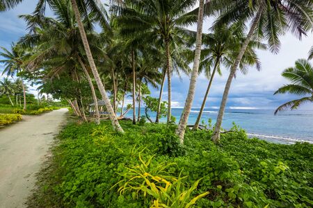 Tropical beach on south side of Samoa Island with coconut palm trees.の写真素材