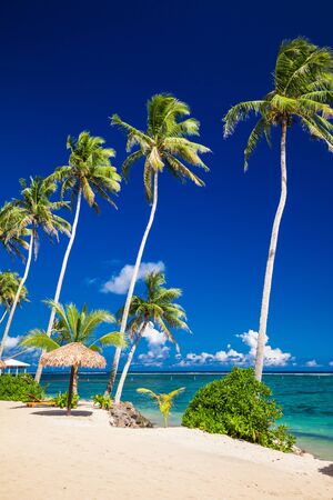 Vibrant tropical beach with palm trees, Upolu, Samoa.の写真素材
