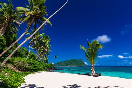 Tropical beach on south side of Samoa Island with coconut palm trees.の写真素材