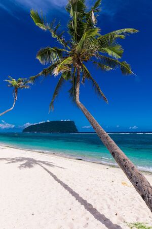Tropical beach on south side of Samoa Island with coconut palm trees.の写真素材