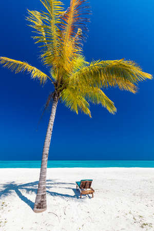 Tropical beach in Maldives with palm trees and vibrant inviting lagoonの写真素材