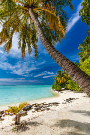 Tropical beach in Maldives with palm trees and vibrant inviting lagoonの写真素材