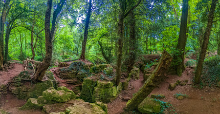 The moss covered rocks of Puzzlewood, an woodland near Coleford, Royal Forest of Dean, UK.の写真素材