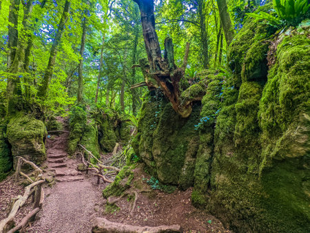 The moss covered rocks of Puzzlewood, an woodland near Coleford, Royal Forest of Dean, UK.の写真素材
