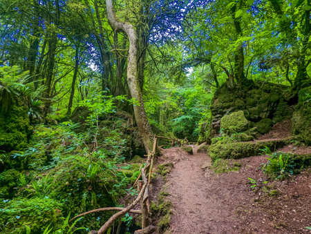 The moss covered rocks of Puzzlewood, an woodland near Coleford, Royal Forest of Dean, UK.の写真素材