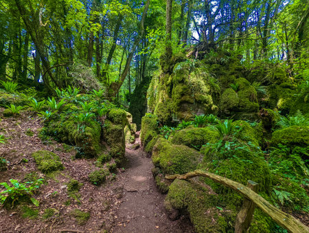 The moss covered rocks of Puzzlewood, an woodland near Coleford, Royal Forest of Dean, UK.の写真素材