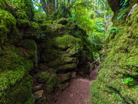 The moss covered rocks of Puzzlewood, an woodland near Coleford, Royal Forest of Dean, UK.の写真素材