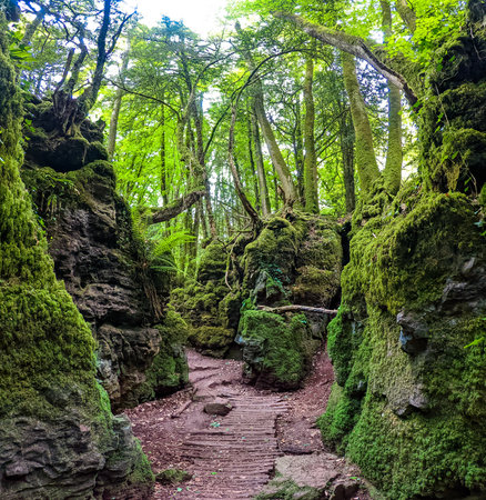 The moss covered rocks of Puzzlewood, an woodland near Coleford, Royal Forest of Dean, UK.の写真素材