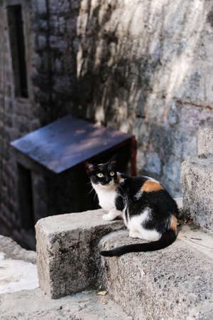 Beautiful and cozy town of Kotorの写真素材