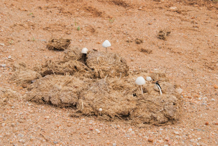 Growing mushrooms in fertile African elephant dungの写真素材