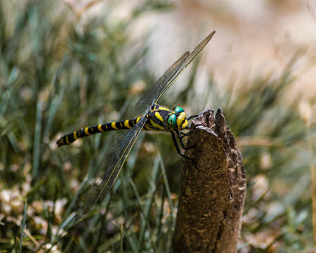 dragonfly on a branch