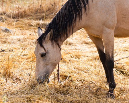 horse in the field