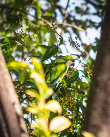 birds in nature