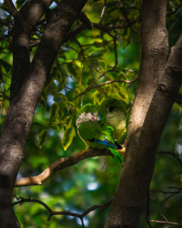 birds in natureの写真素材